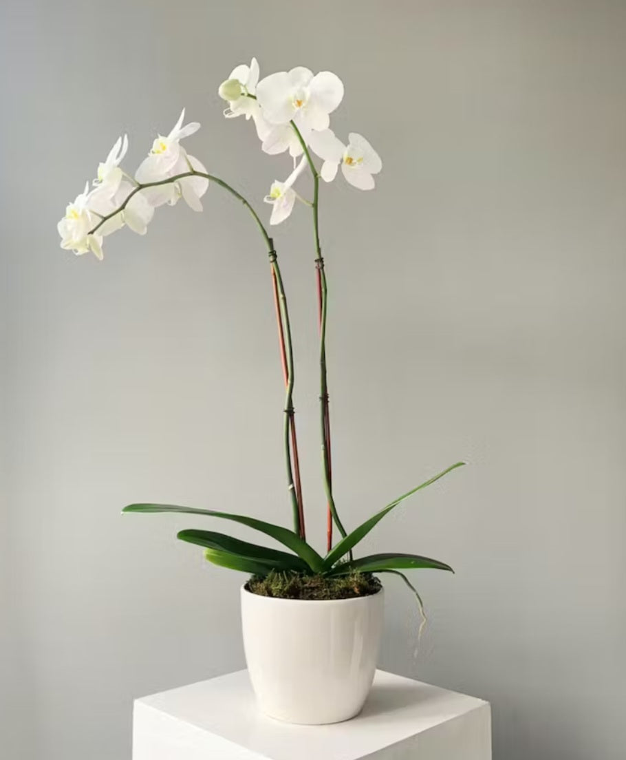 Double Phalaenopsis orchid