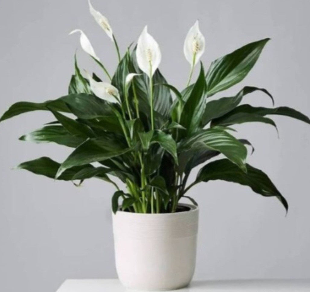 Peace Lily Planter