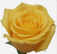 Half Dozen Roses