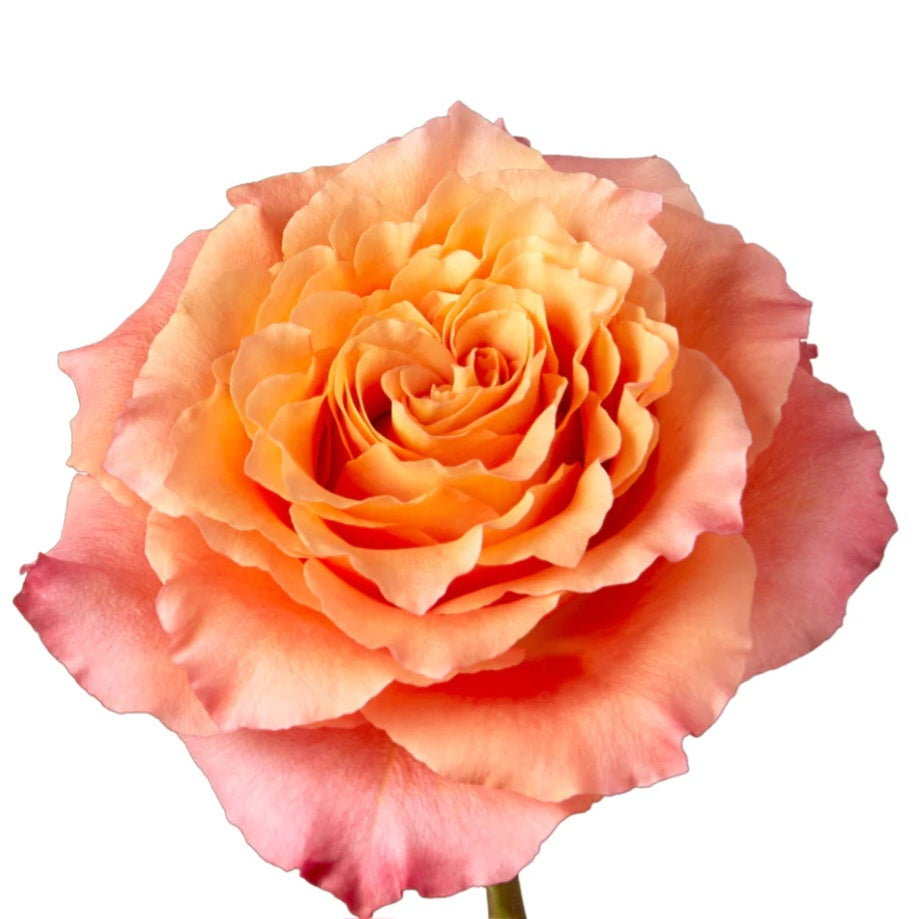 Half Dozen Roses
