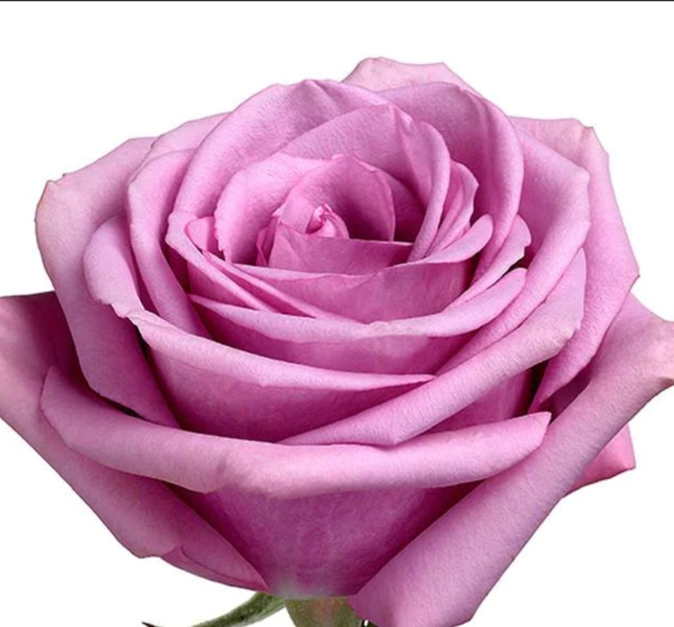 Half Dozen Roses
