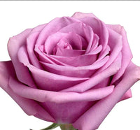 Half Dozen Roses