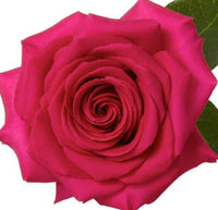 A Dozen Long Stemmed Roses