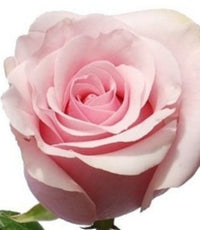 Half Dozen Roses
